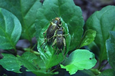 家蟋蟀 植物屬性